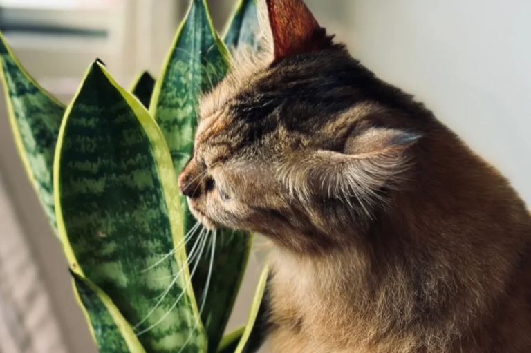 Will Snake Plants Kill Cats?