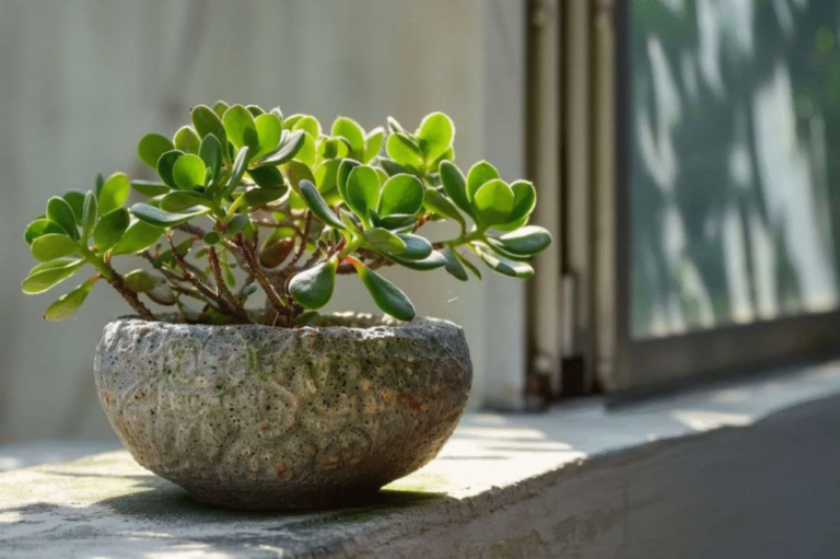 How Much Light Does a Christmas Cactus Need?