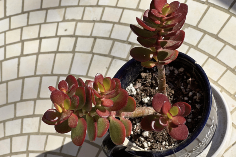 Why Is My Jade Plant Turning Red? Causes, Fixes & Care Tips