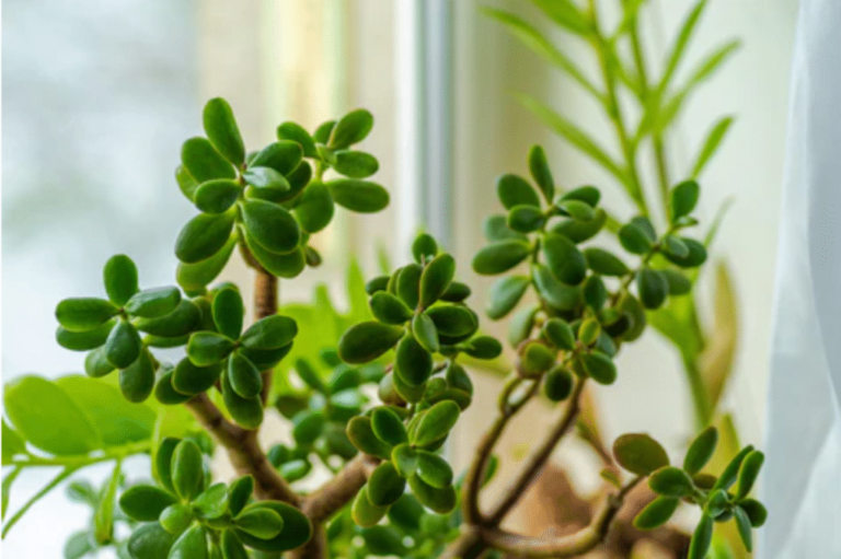 Does Jade Plant Need Sunlight?