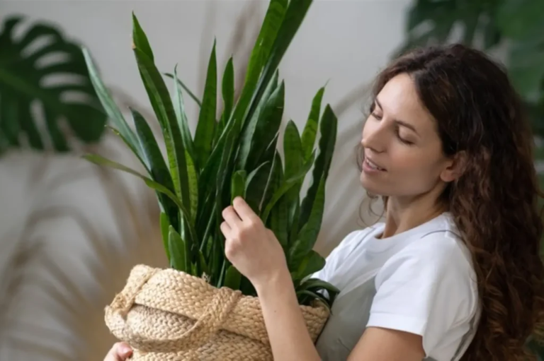 Where Is the Best Place to Put a Snake Plant? [Complete Guide]
