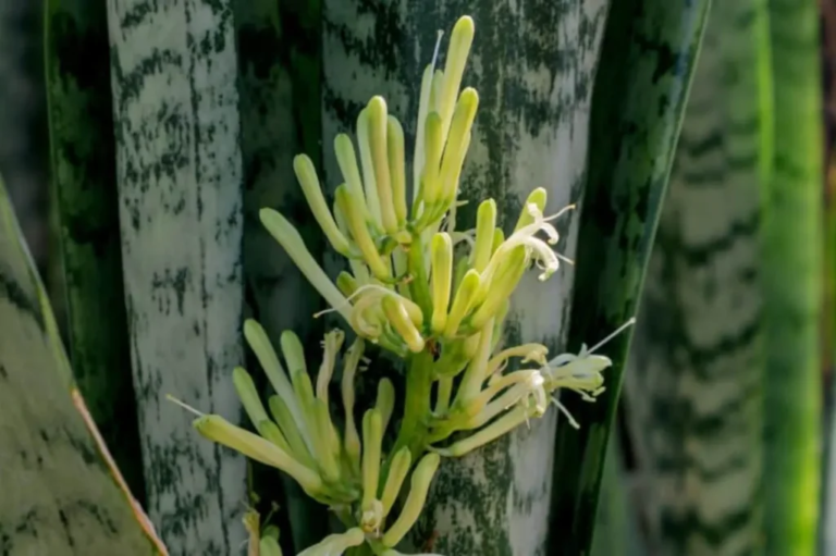 Do Snake Plants Flower When Happy?