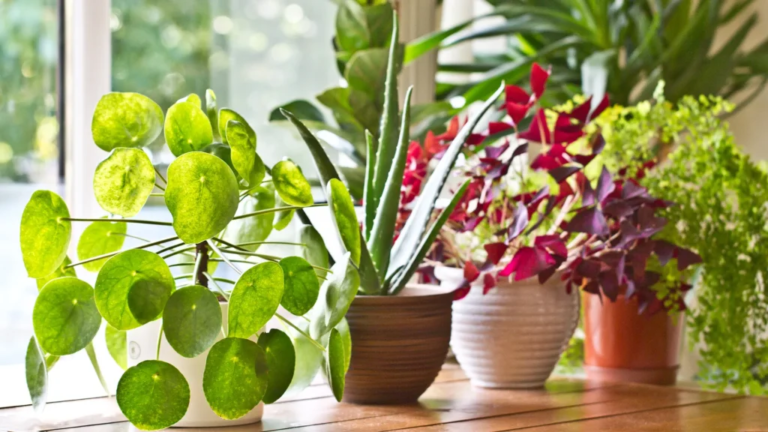 10 Plants You Must Prune in August for a Healthy, Thriving Garden