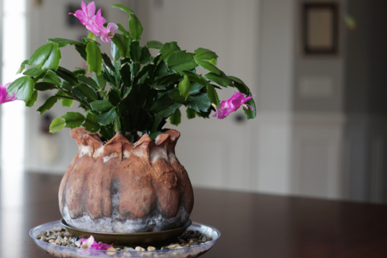 Why Are Christmas Cactus Buds Falling Off?