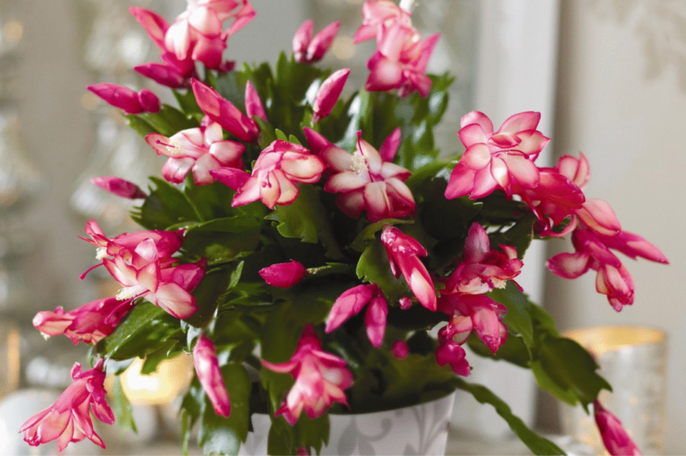 How Fast Do Christmas Cactus Grow? Growth Timeline & Tips